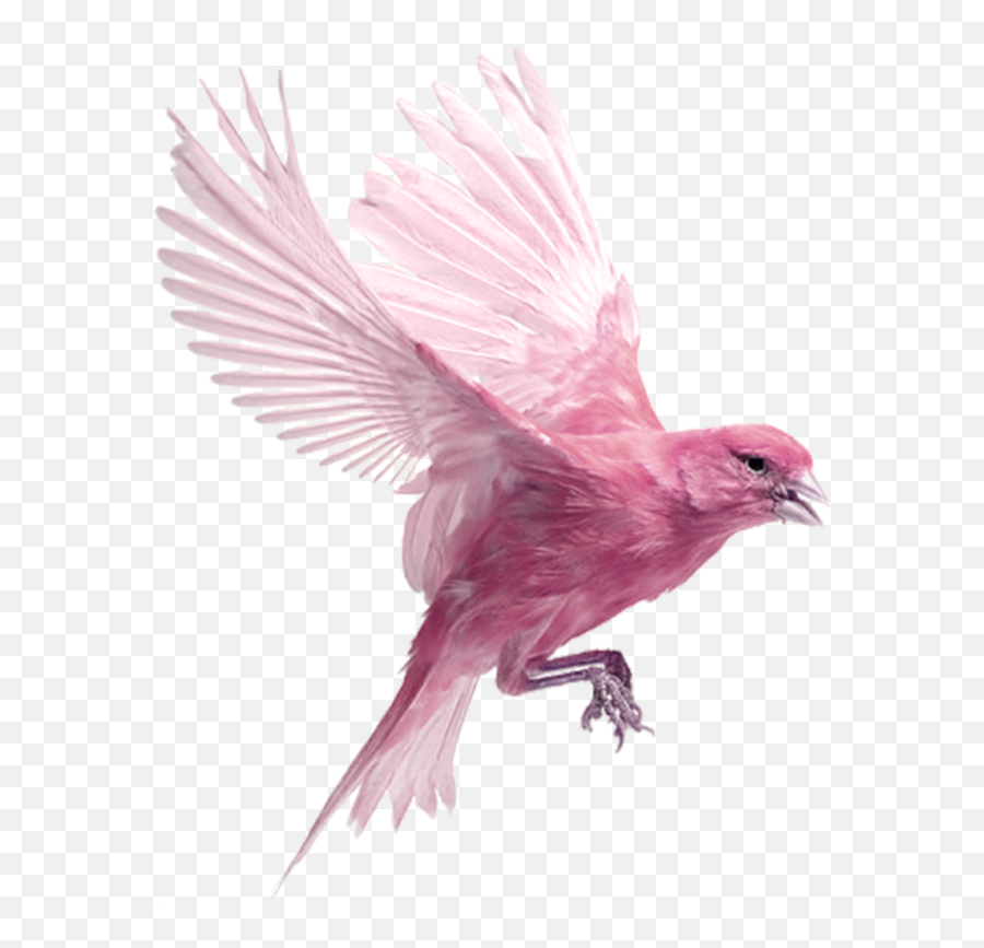 Bird Flying Eazy Wallpapers - Pink Bird Flying Png,Birds Flying Transparent