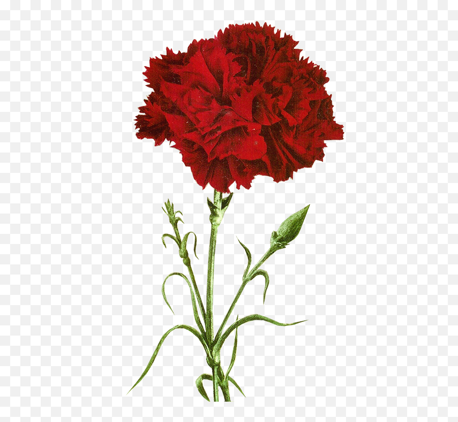Http - Jaehos Tumblr Red Carnation Full Size Png Red Carnation,Carnation Png
