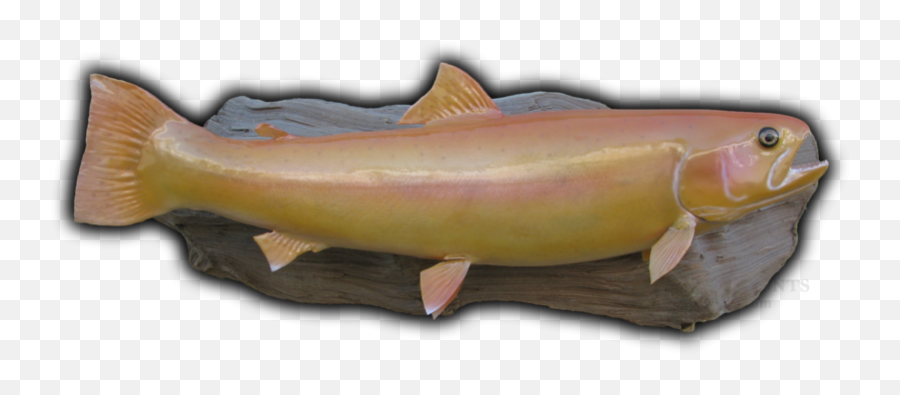 Golden Trout Fish Mounts U0026 Replicas By Coast - Tocoast Fish Pacific Salmons And Trouts Png,Transparent Ribbon Eel