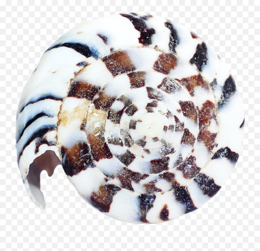 Sea Shell Png Transparent Image - Pngpix Ceramic,Sea Shells Png
