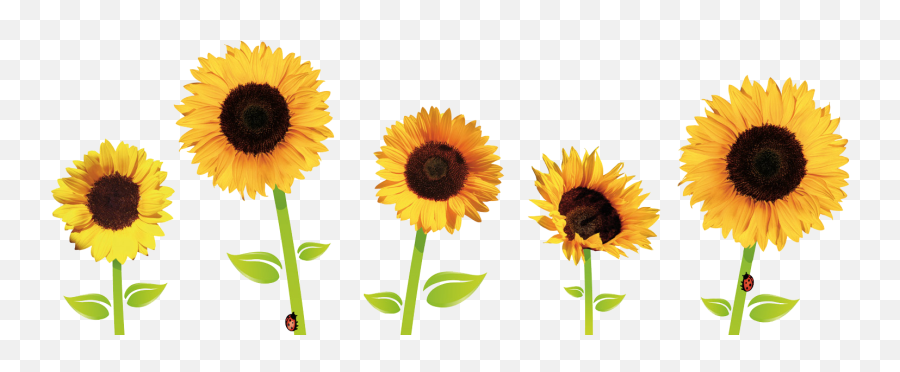 Flower Drawing Tumblr Transparent Free Download - Sunflowers Png,Tumblr Transparent Png