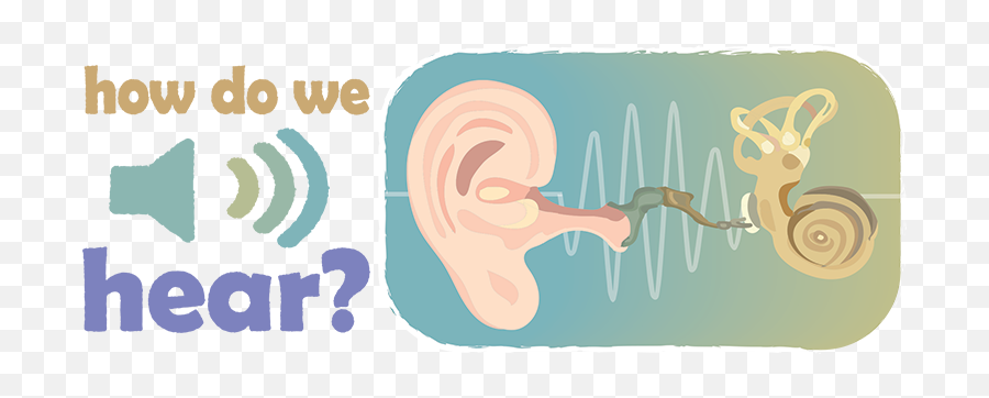 Hearing Sense Ask A Biologist - Language Png,Biologist Icon