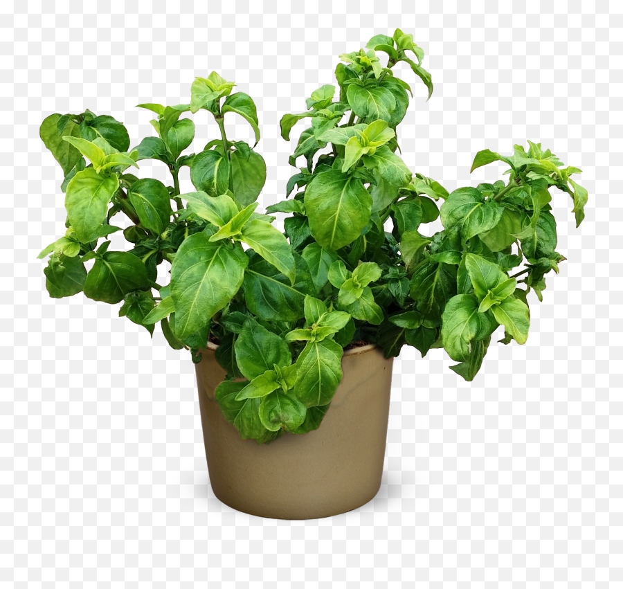 Rungia Klossii Png Plant