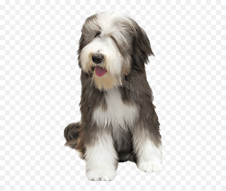 Home - Elitek9club Bearded Collie Transparent Background Png,Dog Png Transparent