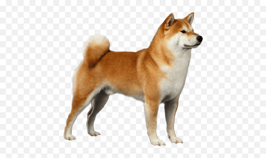 Shiba Inu - Shiba Dog Png,Shiba Icon