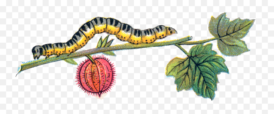 Transparent Png Images Caterpillar Background