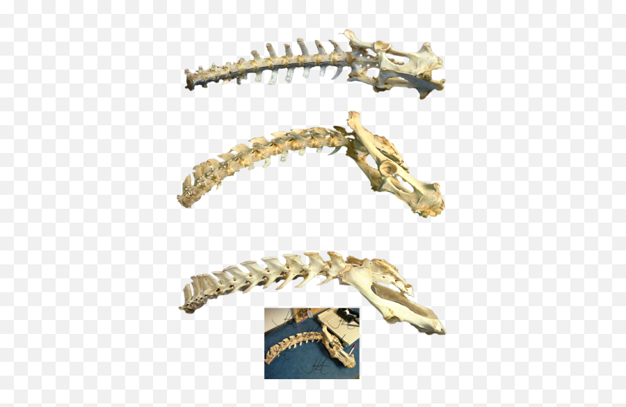 Download Free Png Bones Hd - Transparent Background Of Dinosaur Bones,Bones Png
