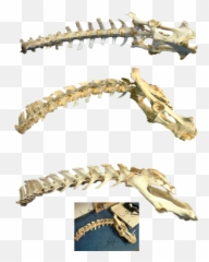 Download Free Png Bones Hd - Transparent Background Of Dinosaur