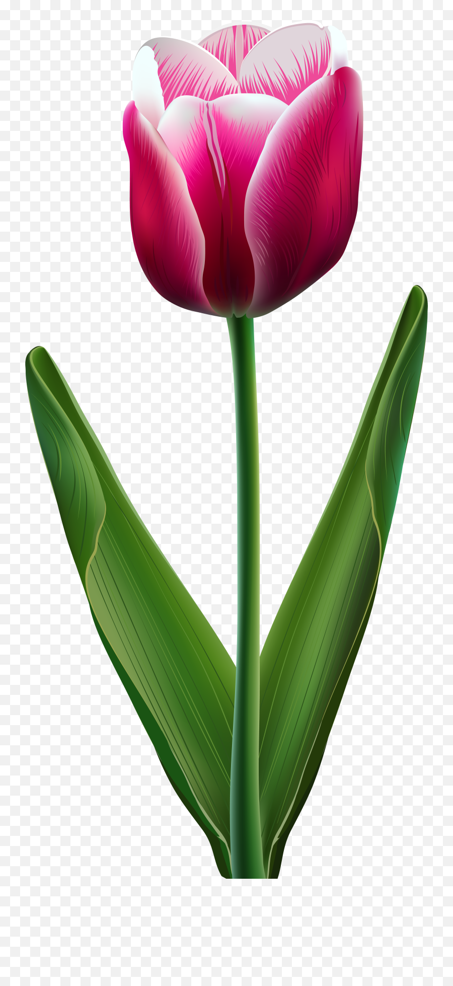 Tulip Flower Clip Art - Beautiful Flowers Of Tulip Png,Tulip Transparent