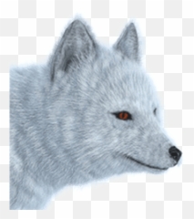 Free Transparent Png Images - Transparent Png Arctic Fox,Fox Png