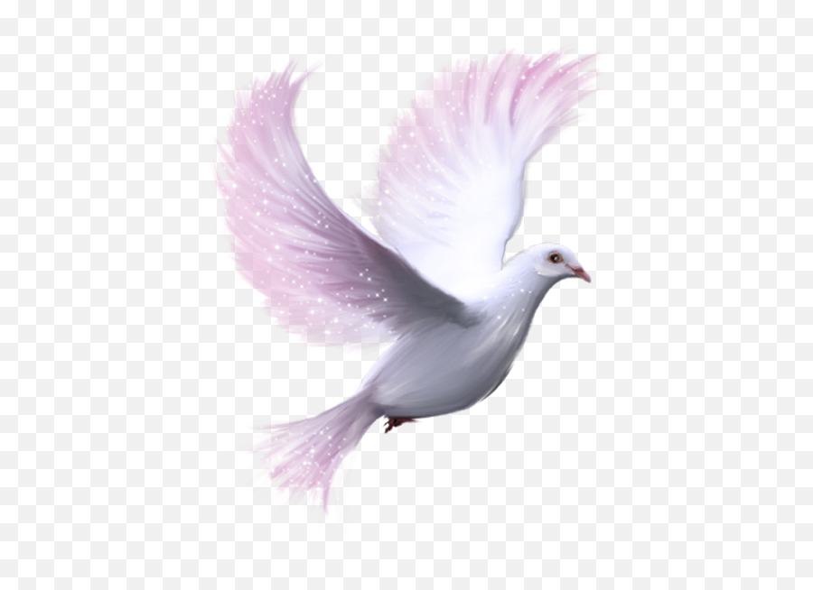 White Dove Transparent Background - White Dove White Background Png,Dove Transparent