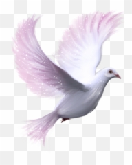 White Dove Transparent Background - png