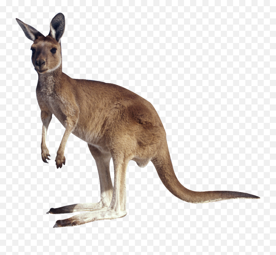 Kangaroo Png Image Without Background - Kangaroo Png,Kangaroo Transparent Background