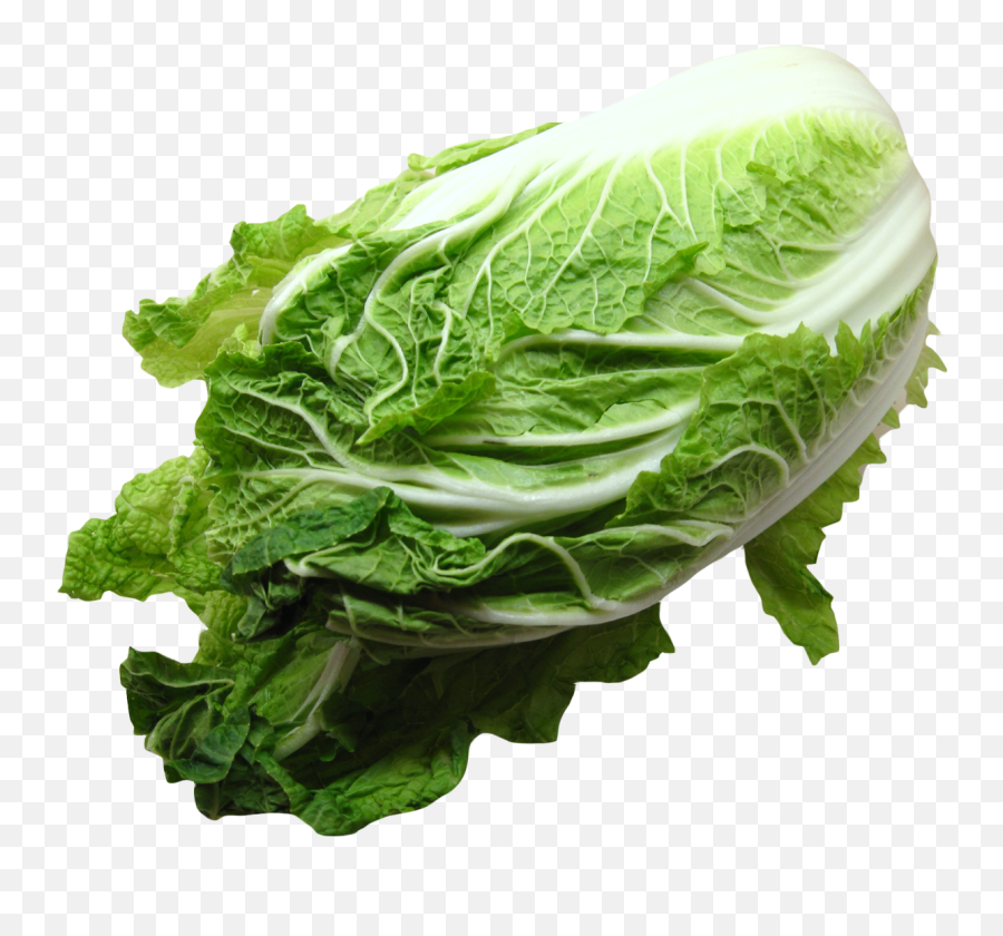 Napa Cabbage Png Image - Cabbage Png,Cabbage Png