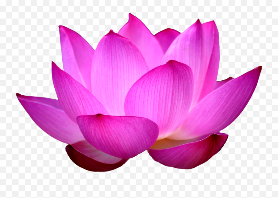 Lotus Flower Png Images Free Download - Flower Lotus Png,Flower Png Images