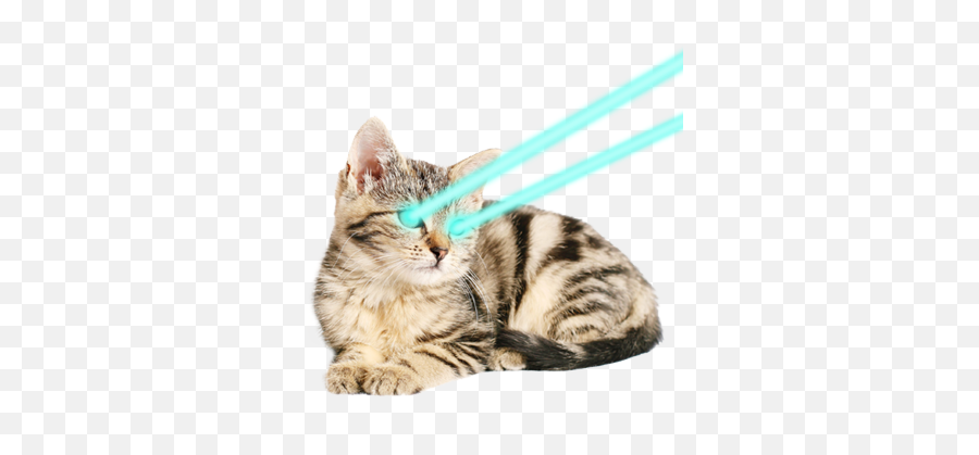 Laser Cat Png 3 Image - Kitten,Cats Transparent Background