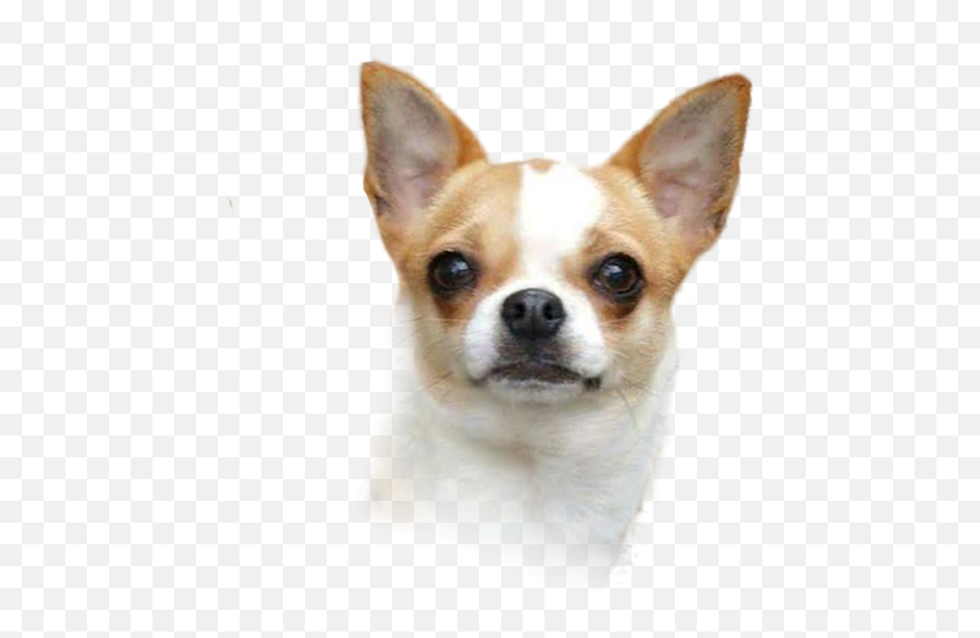Corgi - Chihuahua Puppy Png,Dog Head Png