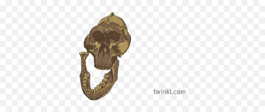 Paranthropus Boisei Skull Fossil Illustration - Twinkl Bone Png,Fossil Png