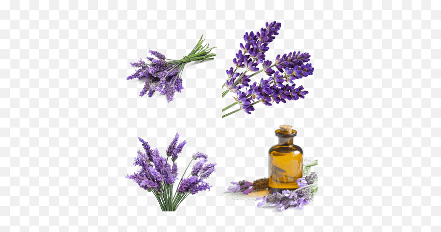 Lavender Transparent Png Images - Stickpng Lavender Flowers Transparent Background,Lavender Png