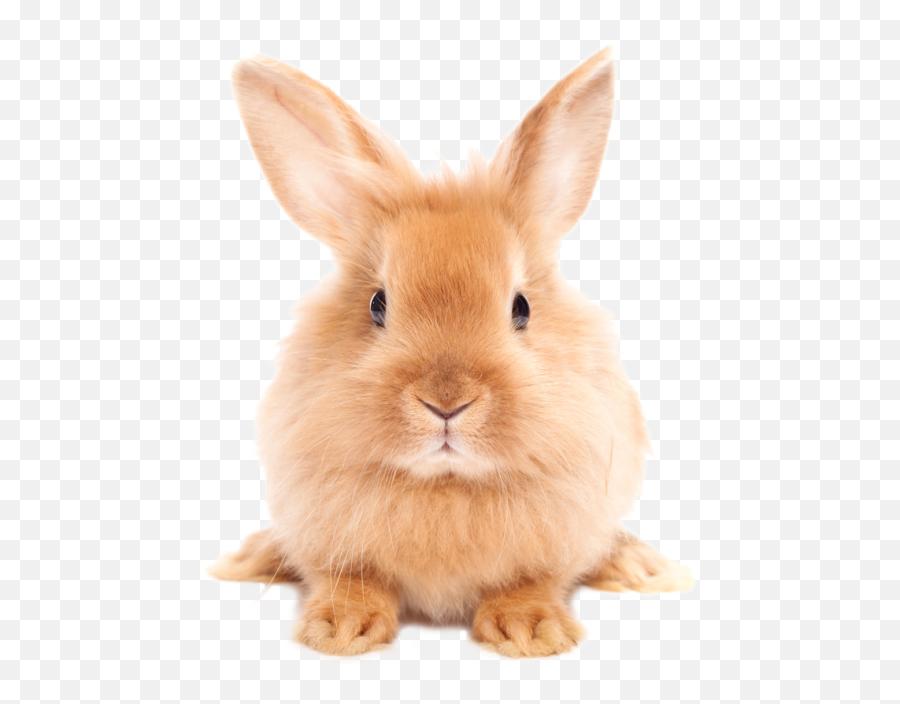 Rabbit Images Transparent Png Clipart - Rabbit Png,White Bunny Png
