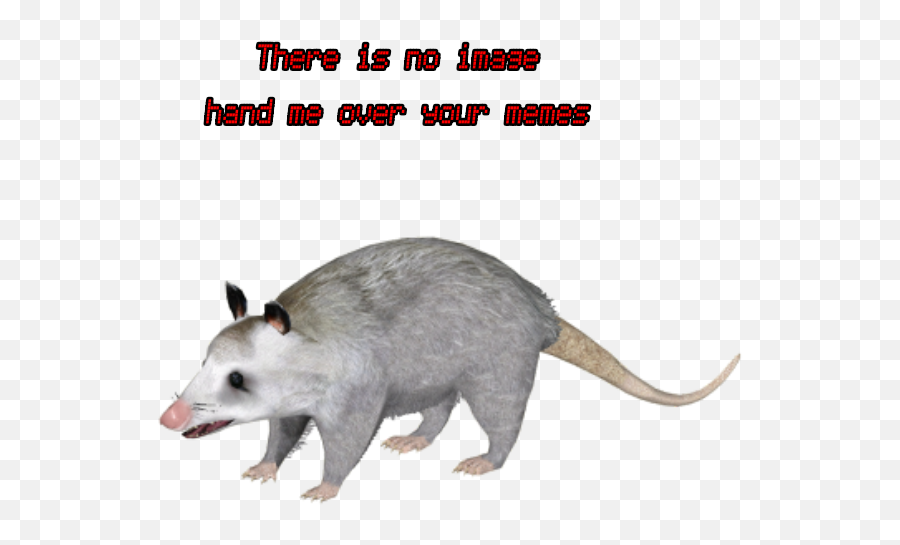 Download Common Opossum Hd Png - Rat,Opossum Png