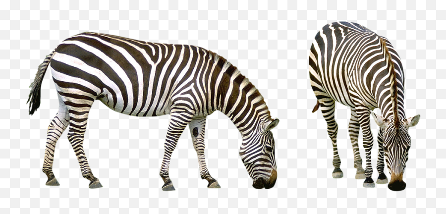 Realistic Zebra Png Photos - African Savanna Animals Png,Zebra Png