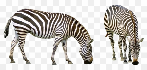 Realistic Zebra Png Photos - African Savanna Animals Png,Zebra Png