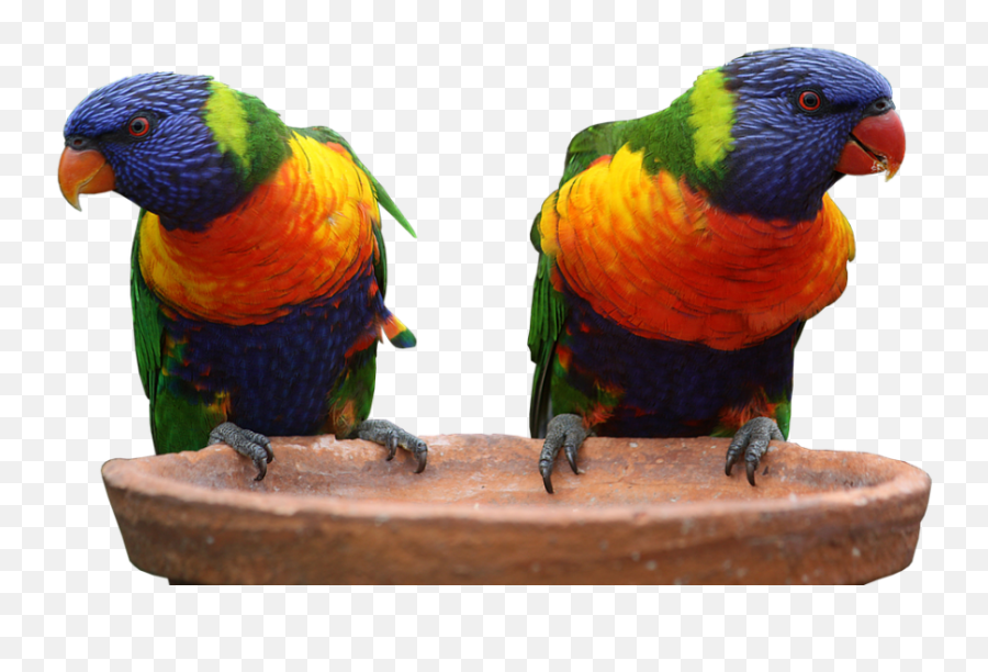 Two Multi Colors Parrots Png Image - Morning Everyone Beautiful Good Morning,Parrot Transparent