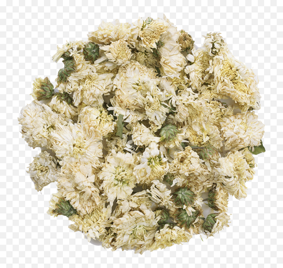 White Chrysanthemum Png