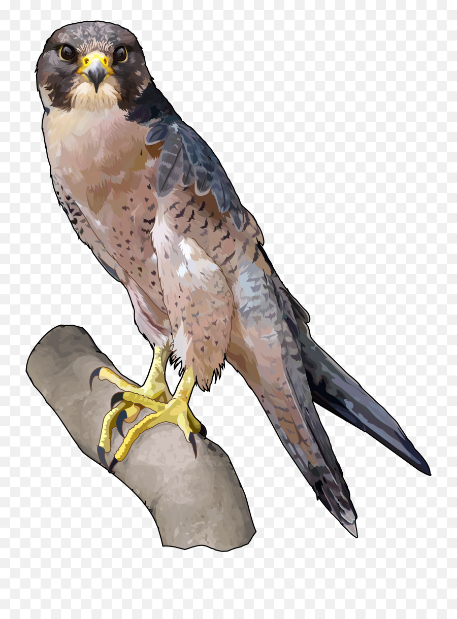 Download Hd Halcon Tagarote Ecoisla Fuerteventura - Falcon Halcon De Berberia Png,Falcon Transparent