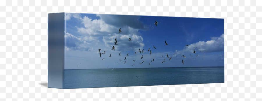 Flock Of Birds Flying Over A Sea By Panoramic Images - Current Png,Birds Flying Transparent