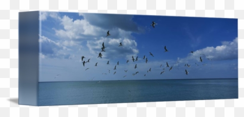 Flock Of Birds Flying Over A Sea By Panoramic Images - Current png