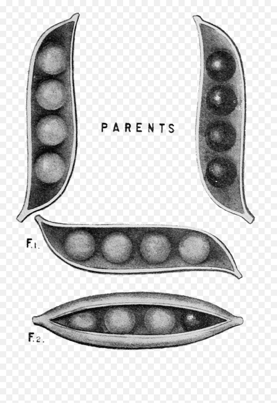 Filepsm V85 D331 Results Of Crossing Yellow And Green - Common Bean Png,Knife Transparent Background