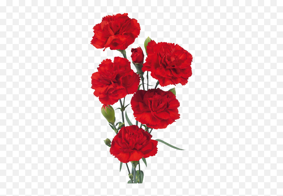 Download Red Carnations Transparent Background Png Image - Transparent Background Red Carnation Png,Carnation Png
