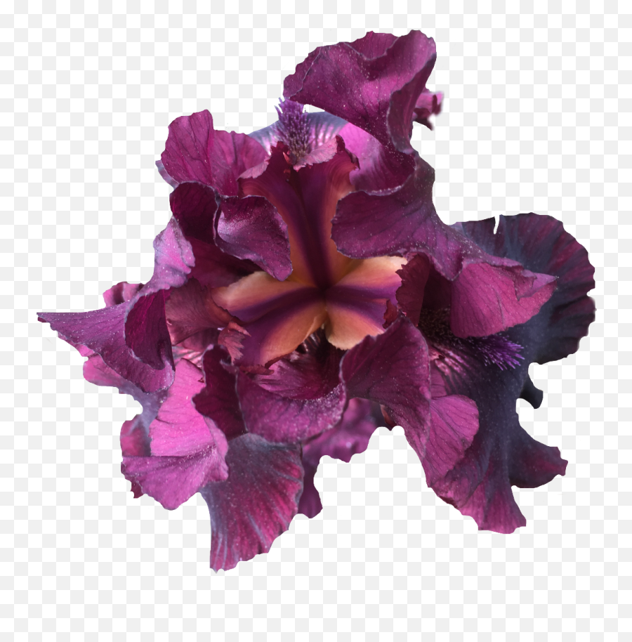 Download Iris Nature Purple Flower Exlineiris Beautiful - Cattleya Orchids Png,Iris Flower Png