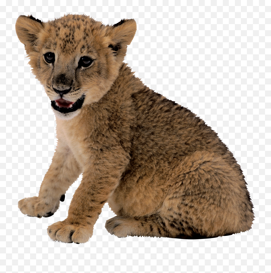 Small Lion Png Image - Lion Cub Transparent Background,Lion Transparent