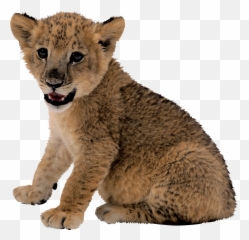 Small Lion Png Image - Lion Cub Transparent Background