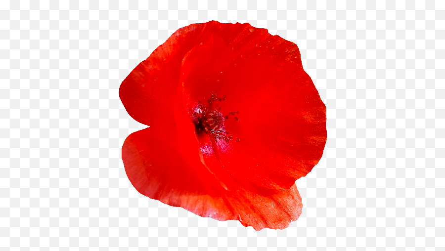 Free Poppy Flower Png Download - Poppy Flower Png,Poppies Png