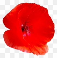 Free Poppy Flower Png Download - Poppy Flower Png,Poppies Png