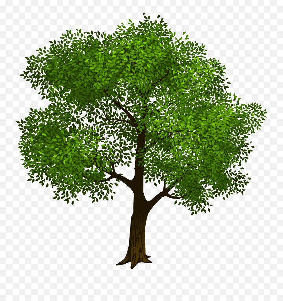 Free Oak Trees Png Download Clip Art - Tree Transparent Background Png,Tree Clip Art Png