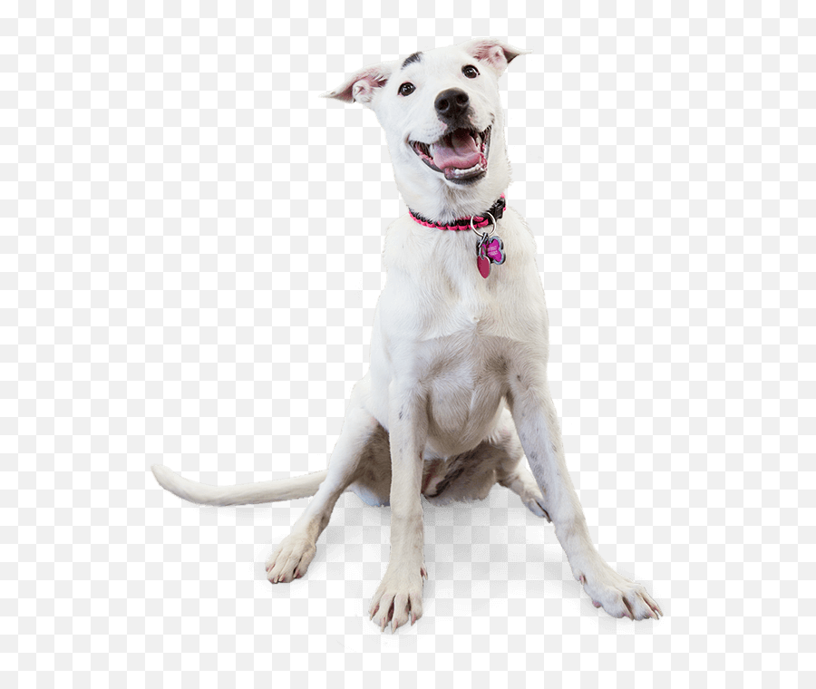 Waco Dog Care Services - Smiling Dog Png,Dog Png Transparent
