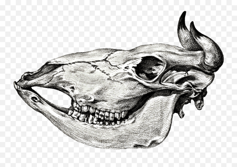 Cows Skull Free Stock Photo - Public Domain Pictures Cow Skull Drawing Png,Bull Skull Icon