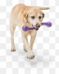 Zwig - Puppy Adolescence Adult Senior png