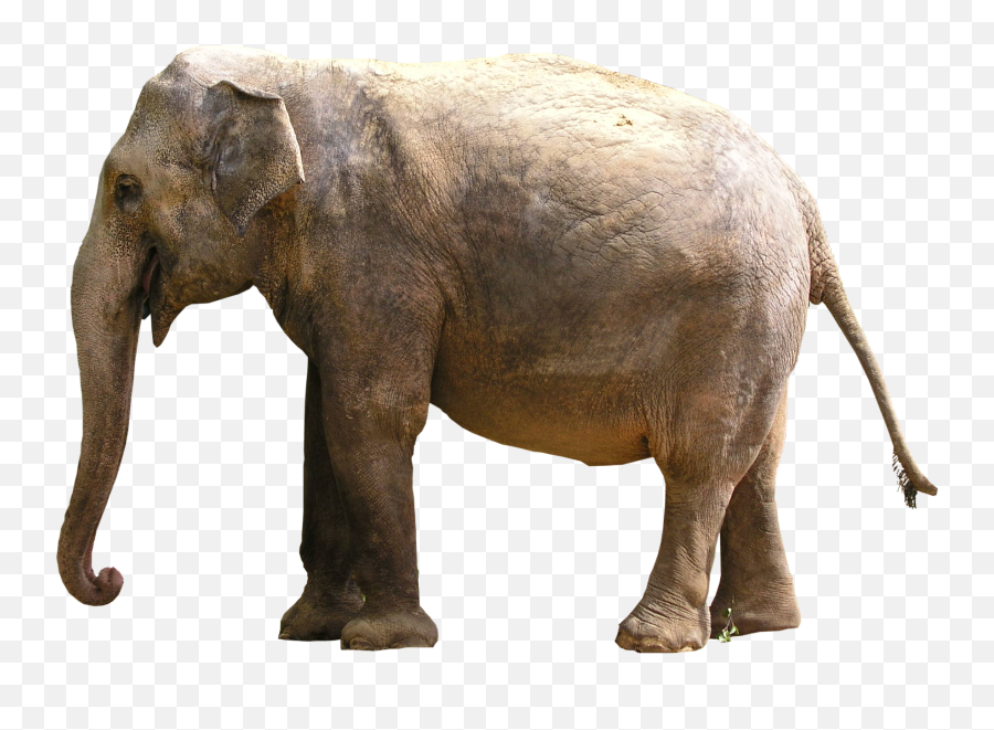 Gray Elephant Standing Png Image - Indian Elephant Png,Elephant Png