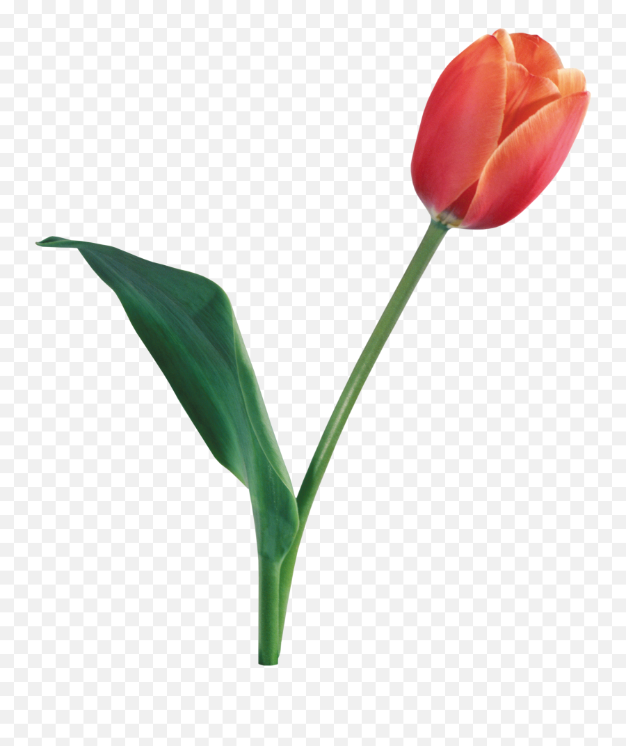 Tulip Translucent Transparent Png - Tulip Png,Tulip Transparent