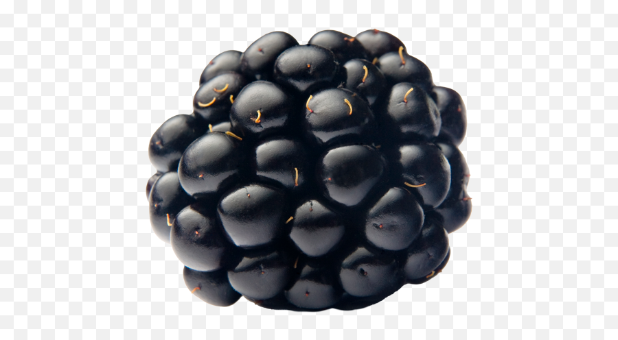Blackberries - Full Of Vitamin C Antioxidants And Flavor Mulberry Fruits Png,Blackberry Icon Pack