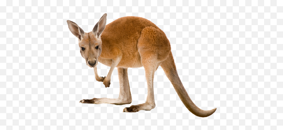 Kangaroo Png Transparent Images - Kangaroo Png,Kangaroo Transparent Background