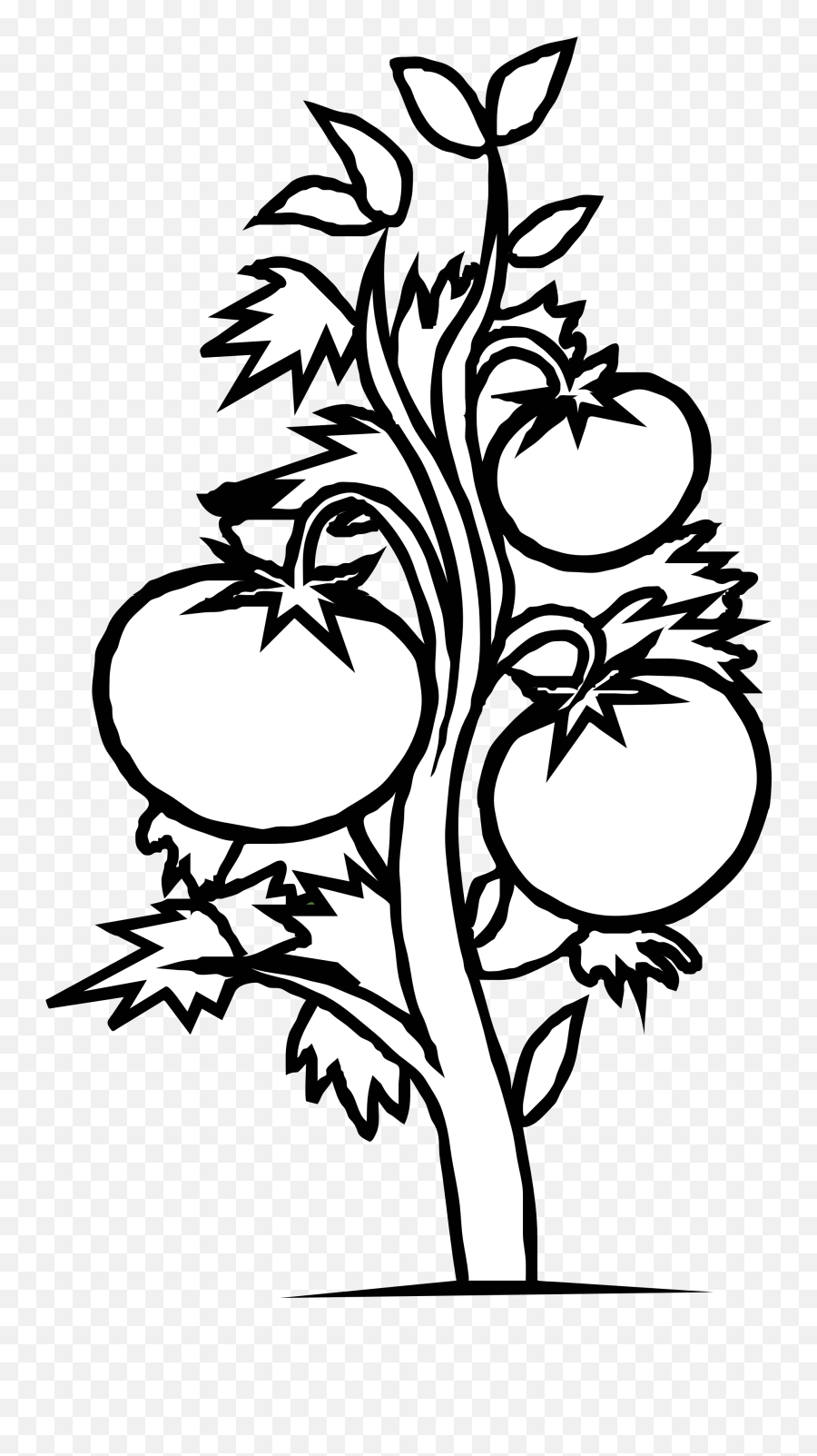 Tomato Drawing Pictures - Tomato Plant Coloring Page Png,Tomato Clipart Png