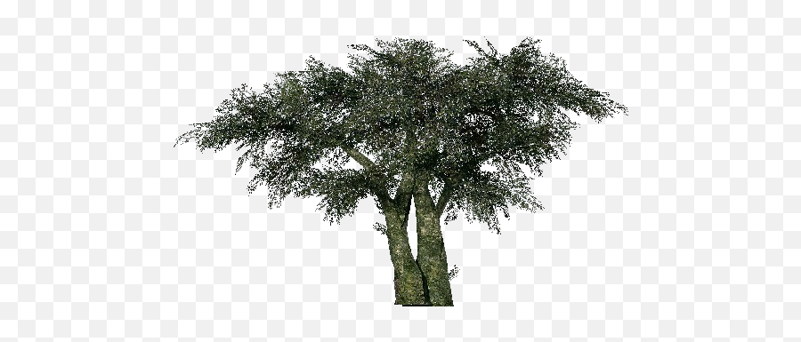 3d Trees - Olive Tree Acca Software Mexican Pinyon Png,Olive Tree Png