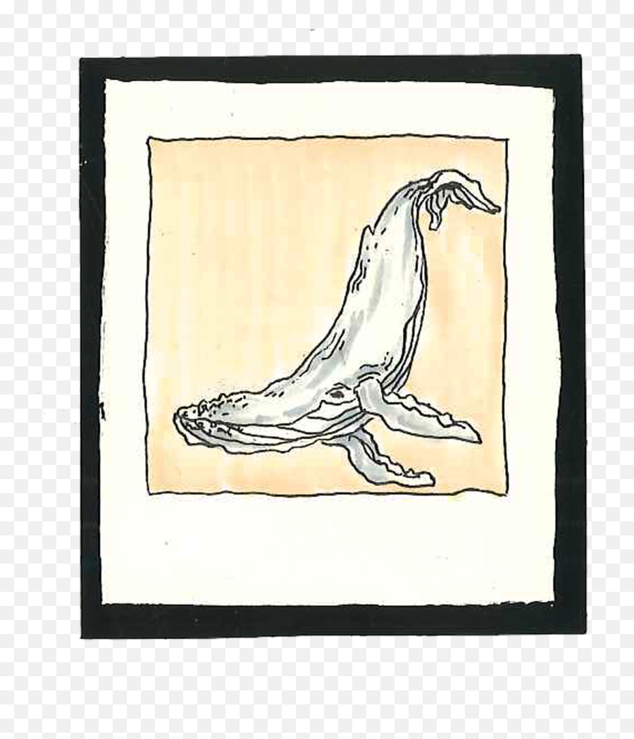 Humpback Whale - Sketch Png,Humpback Whale Png